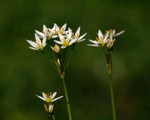 pexels-photo-31951994