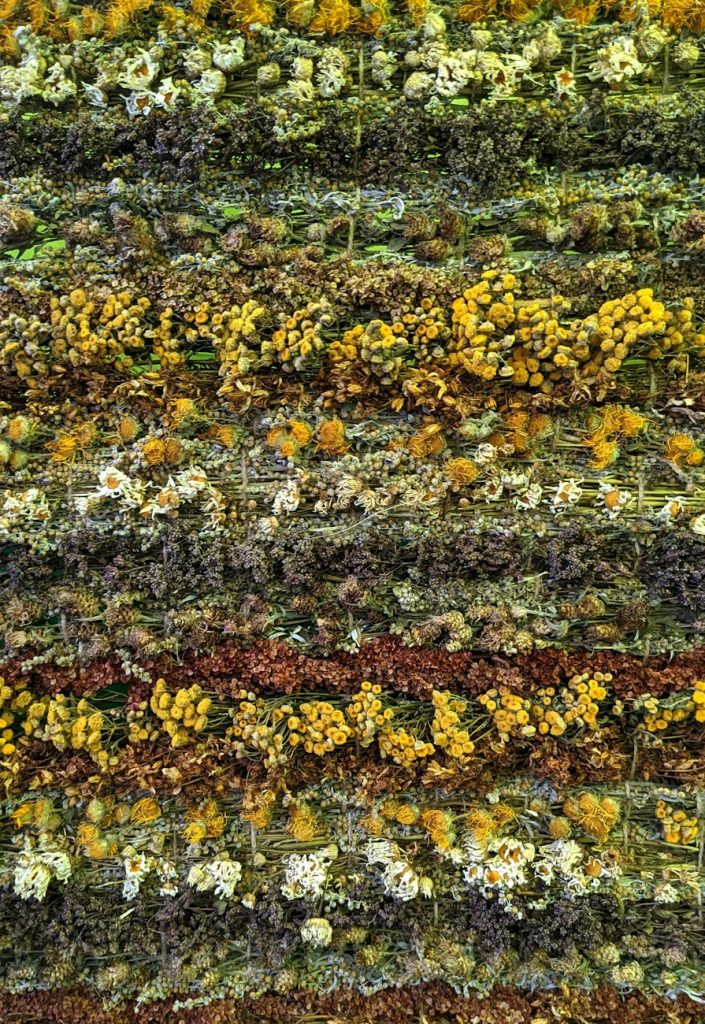 pexels-photo-33753877