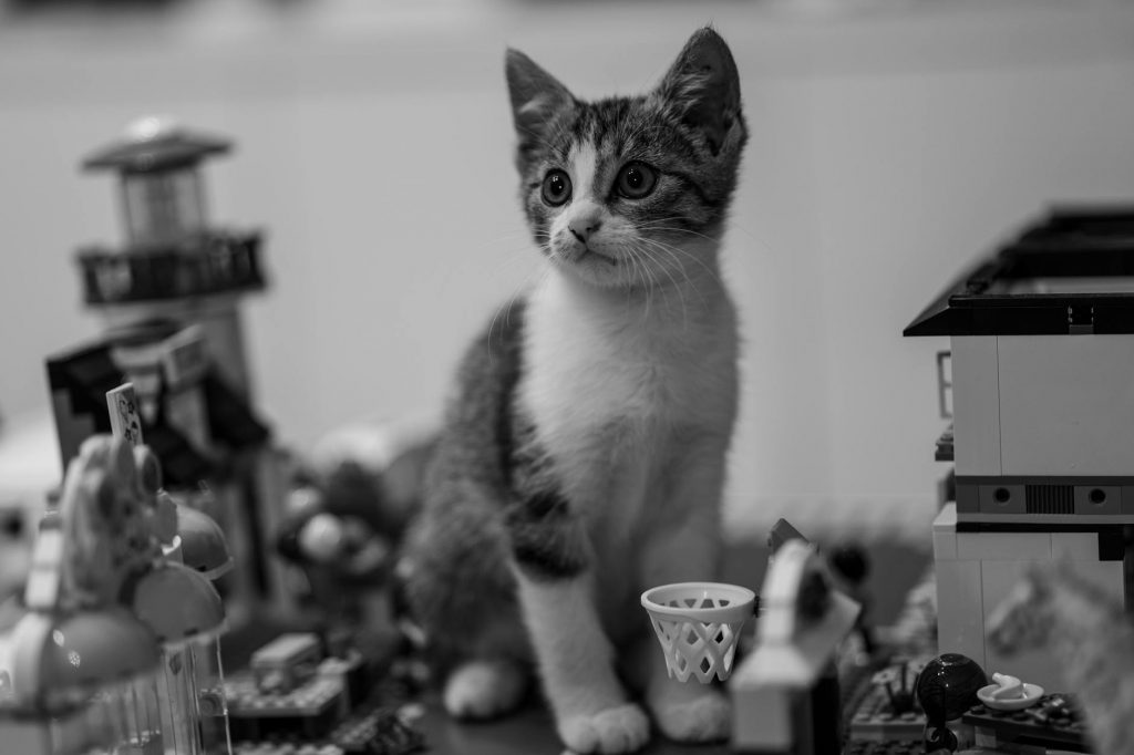 pexels-photo-34111424