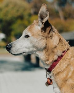 pexels-photo-36314906