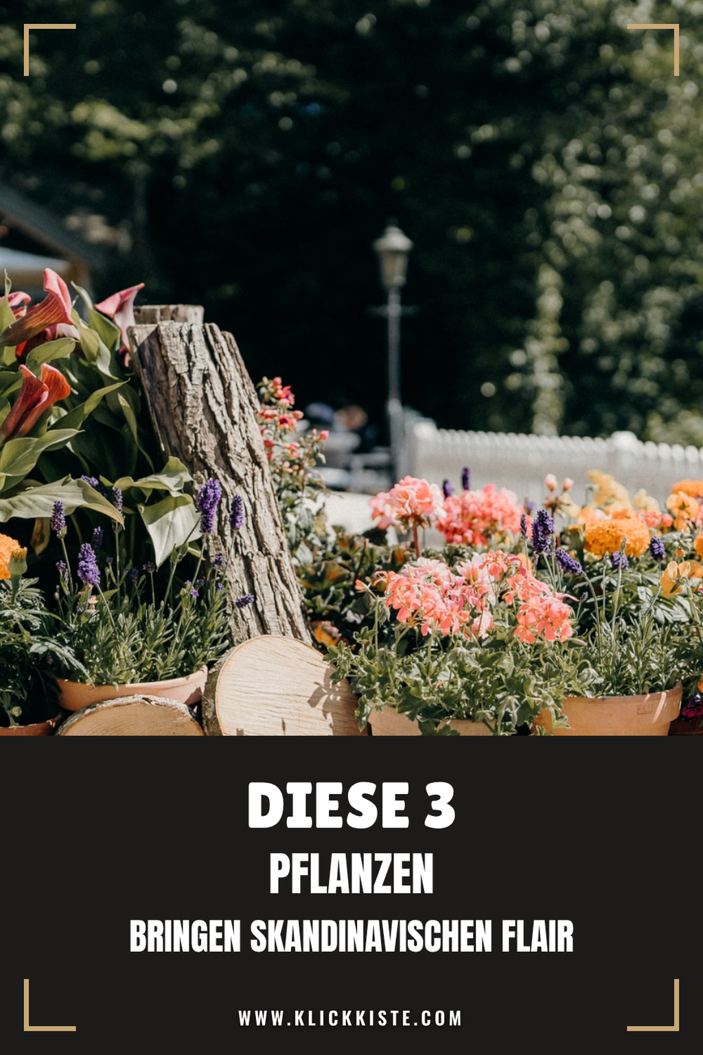 Pinterest Pin Diese 3 Pflanzen bringen skandinavischen Flair