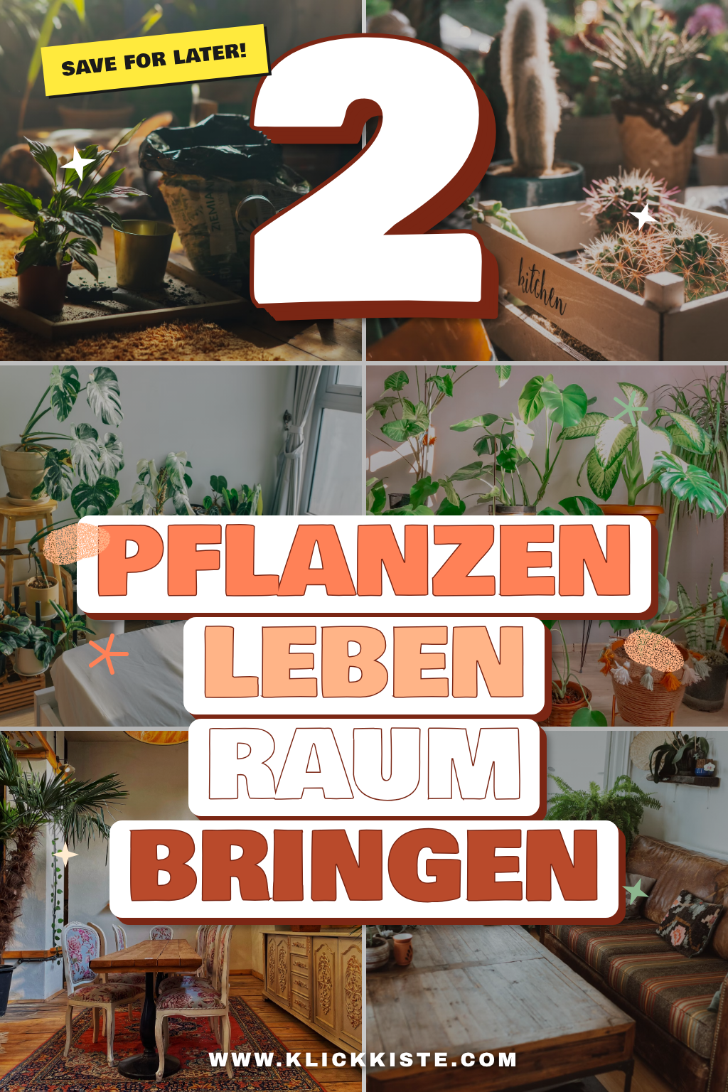 Pinterest Pin 3 Pflanzen, die jedem Raum Leben einhauchen