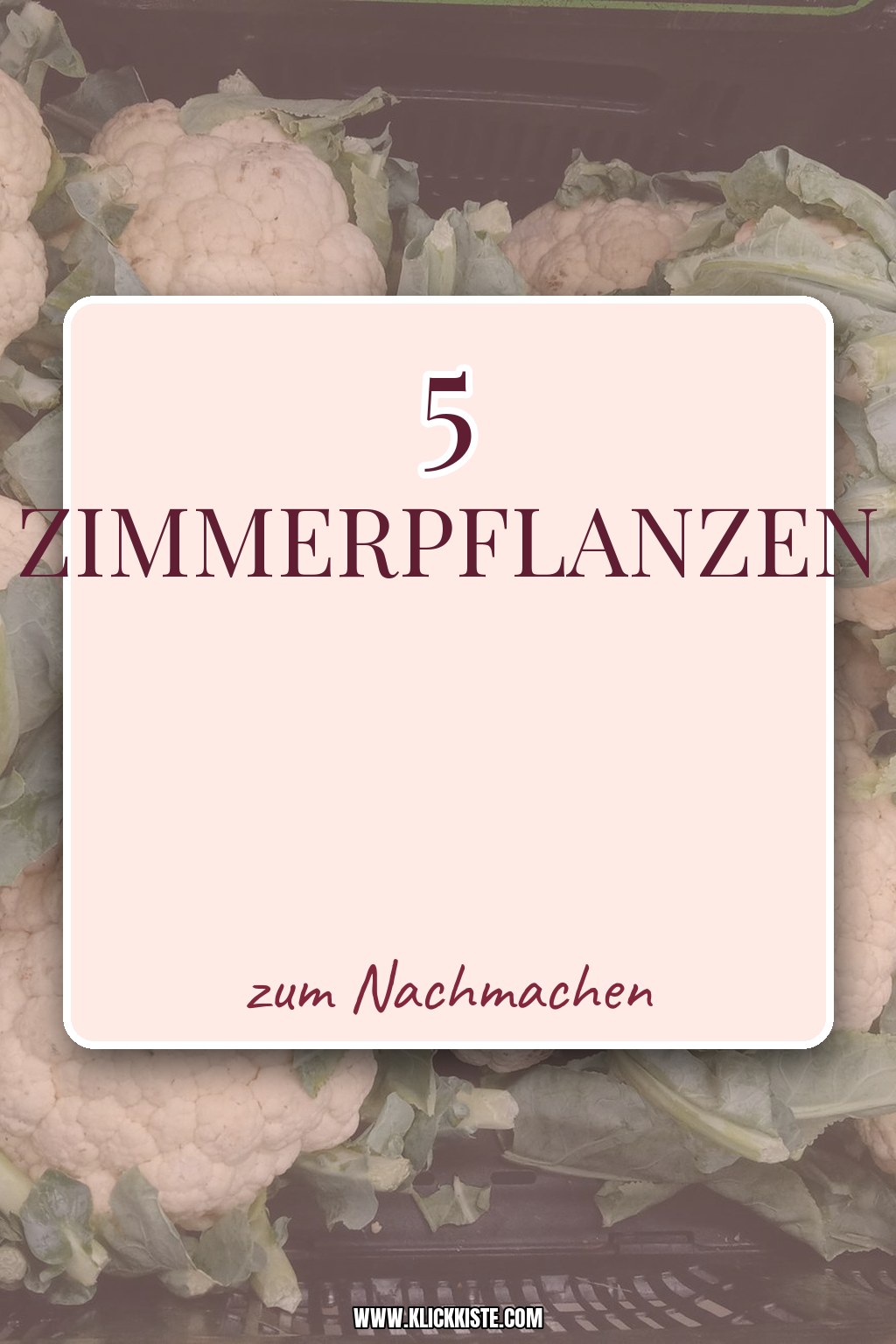 Zimmerpflanzen-Rezepte: 5 pflegeleichte Deko-DIY-Ideen