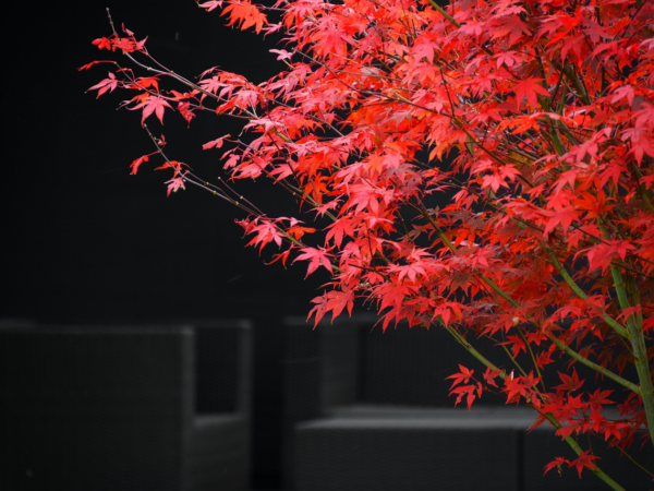 10 Gartendeko Ideen für den Herbst