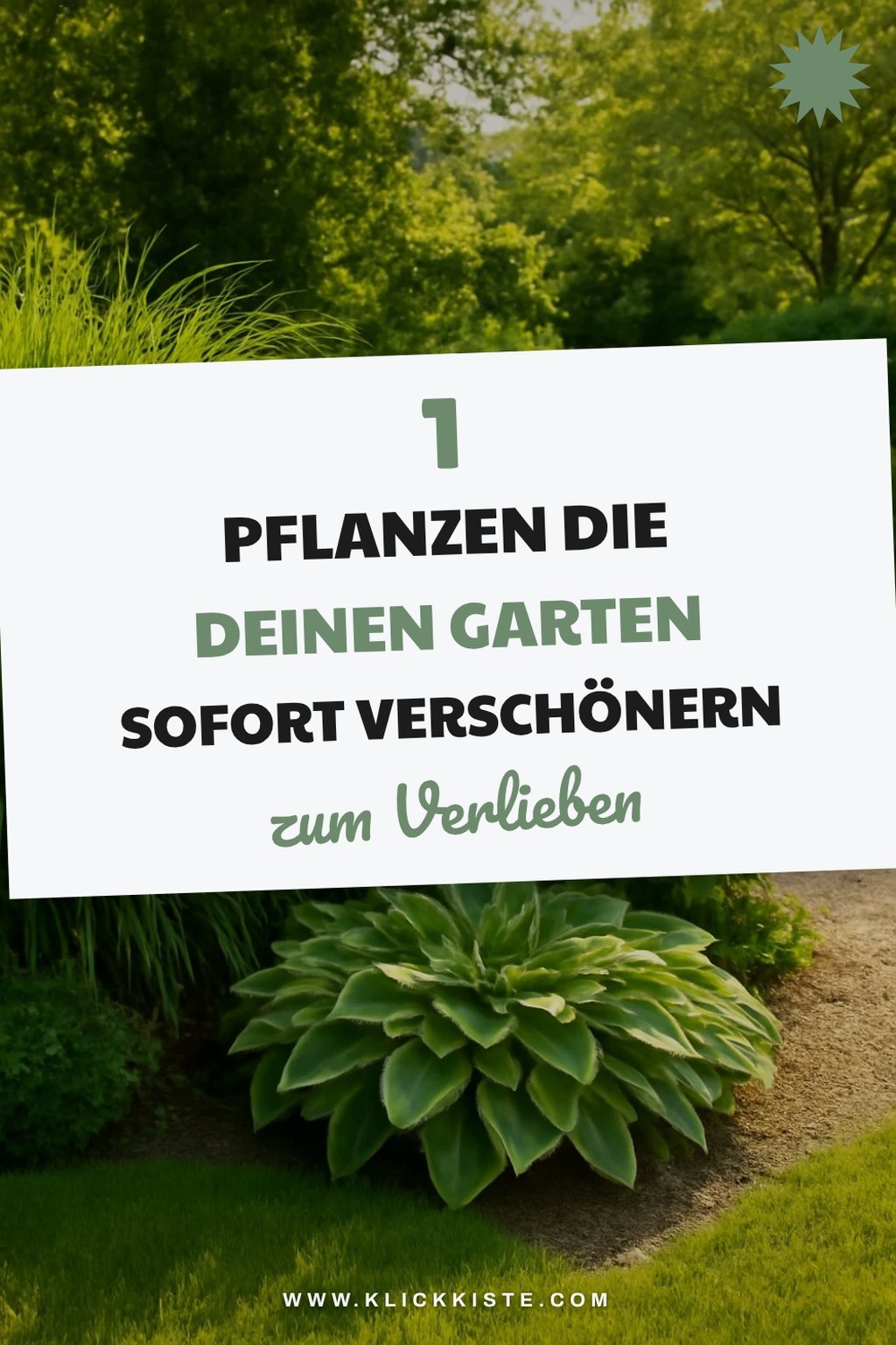 Diese 3 Pflanzen machen deinen Garten zur Sommer-Oase